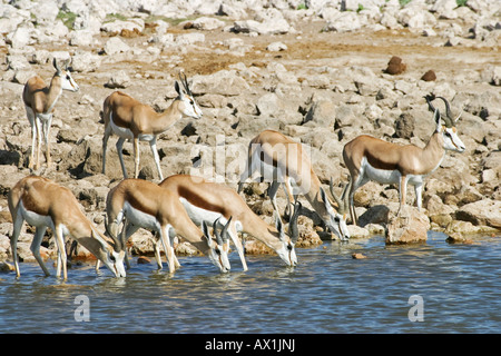 Springbok antilopi (Antidorcas marsupialis) a Waterhole, il Parco Nazionale di Etosha, Namibia, Africa Foto Stock