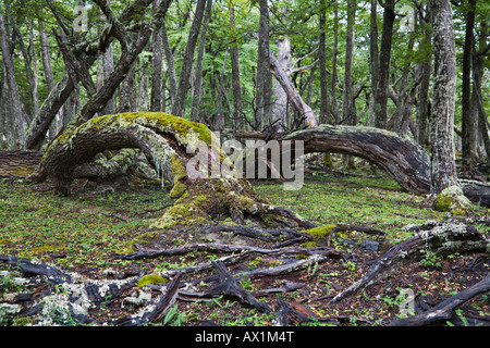 Southern faggi o foresta nothofagus presso la baia di Onelli, parco nazionale Los Glaciares, Argentina, Patagonia, Sud America Foto Stock