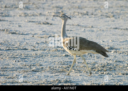 Kori Bustard (Ardeotis kori), il Parco Nazionale di Etosha, Namibia, Africa Foto Stock