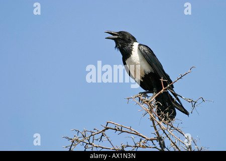 Pied Crow (Corvus albus), Central Kalahari, Botswana, Africa Foto Stock