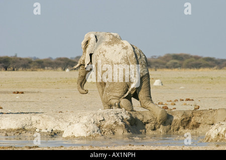 Elefante africano (Loxodonta africana) dopo un bagno di fango, Nxai Pan, tegami di Makgadikgadi National Park, Botswana, Africa Foto Stock
