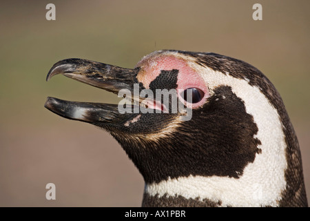 Magellanic penguin (Spheniscus magellanicus) a Punta Tombo, Patagonia, east coast, Atlantic Ozean, Argentina, Sud America Foto Stock