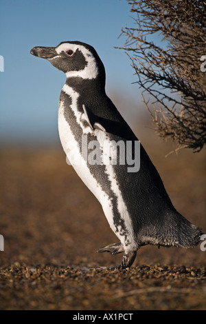 Magellanic penguin (Spheniscus magellanicus) a Punta Tombo, Patagonia, east coast, Atlantic Ozean, Argentina, Sud America Foto Stock