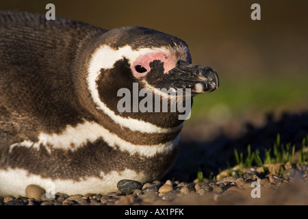 Magellanic penguin (Spheniscus magellanicus), Punta Tombo, Patagonia, east coast, Atlantic Ozean, Argentina, Sud America Foto Stock