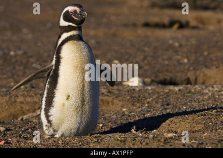 Magellanic penguin (Spheniscus magellanicus), Punta Tombo, Patagonia, east coast, Atlantic Ozean, Argentina, Sud America Foto Stock