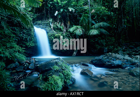 Juan Diego cascata nella Foresta Pluviale di Juan Diego Sentiero Foresta Nazionale Caraibica El Yunque Puerto Rico USA Febbraio 2003 Foto Stock