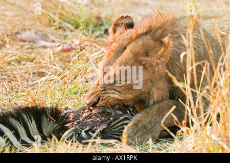 Lion (Panthera leo) con un ucciso zebra (Equus quagga burchelli) Moremi Nationalpark, riserva Moremi, Okavango Delta, Foto Stock