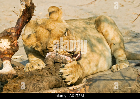 Leonessa (Panthera leo) è mangiare un elefante catturato, Savuti, Chobe National Park, Botswana, Africa Foto Stock