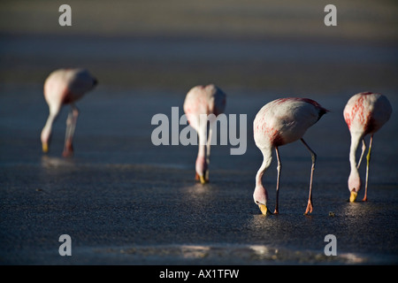 Fenicotteri (Phoenicoparrus) a Laguna Laguna Colorada, Altiplano, Bolivia, Sud America Foto Stock