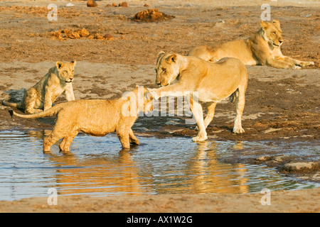 Riproduzione di leonessa con i suoi bicchieri (Panthera leo) nel waterhole, Savuti, Chobe Nationalpark, Botswana, Africa Foto Stock