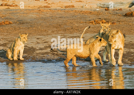 Riproduzione di leonessa con i suoi bicchieri (Panthera leo) nel waterhole, Savuti, Chobe Nationalpark, Botswana, Africa Foto Stock