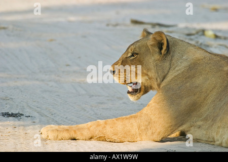 Leonessa (Panthera leo), Savuti, Chobe National Park, Botswana, Africa Foto Stock