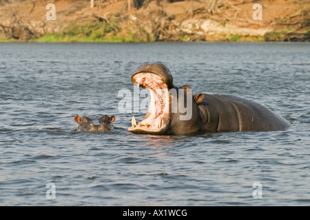 Ippopotamo o Ippona (Hippopotamus amphibius) con una ganascia aperta nel fiume Chobe, Chobe National Park, Botswana, Africa Foto Stock