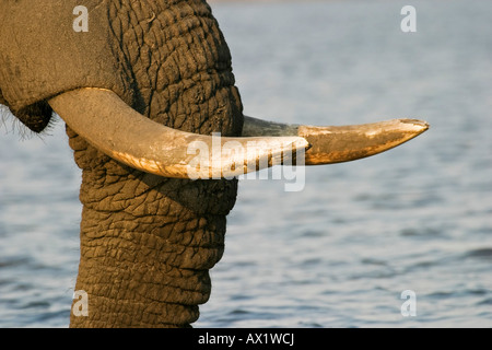 Rostro e zanne di elefante africano (Loxodonta africana) presso il fiume Chobe, Chobe National Park, Botswana, Africa Foto Stock