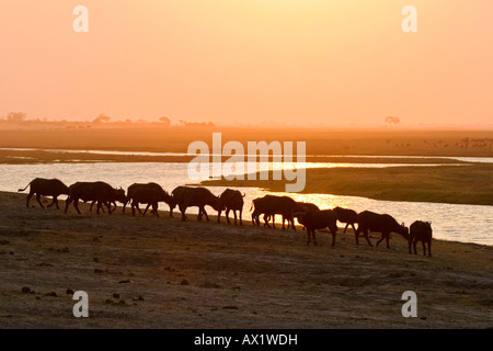 Mandria di bufali africani o bufali del capo (Syncerus caffer) al tramonto, fiume Chobe, Chobe National Park, Botswana, Africa Foto Stock