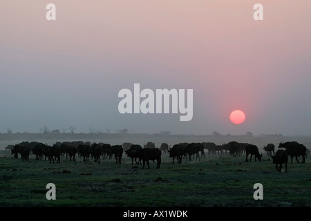 Mandria di bufali africani o bufali del capo (Syncerus caffer) al tramonto, Chobe National Park, Botswana, Africa Foto Stock