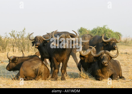 Bufali africani o bufali del capo (Syncerus caffer), Chobe National Park, Botswana, Africa Foto Stock