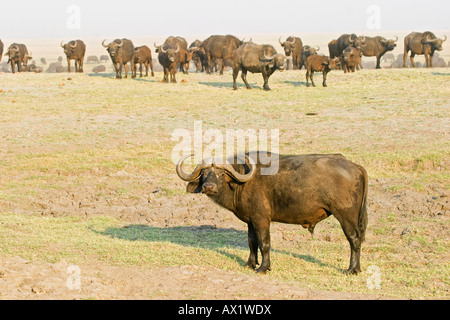 Bufali africani o bufali del capo (Syncerus caffer), Chobe National Park, Botswana, Africa Foto Stock