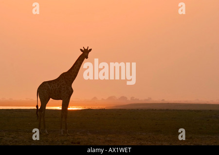 Giraffe (Giraffa camelopardalis) in sunset presso il fiume Chobe, Chobe National Park, Botswana, Africa Foto Stock