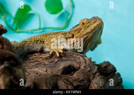 Centrale di Drago Barbuto (Pogona vitticeps) su un ramo Foto Stock