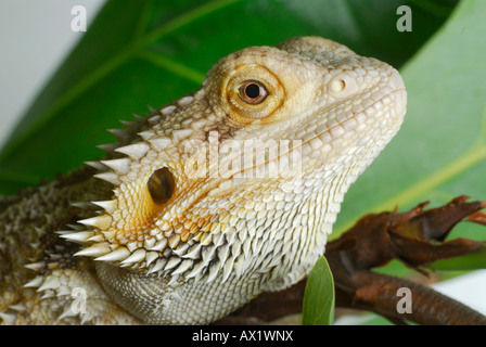 Centrale di Drago Barbuto (Pogona vitticeps), close-up, testa Foto Stock