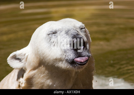 Orso polare (Ursus maritimus), Zoo di Norimberga, Norimberga, Baviera, Germania, Europa Foto Stock