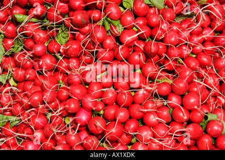 Ravanelli (Raphanus sativus) in un mercato di Ingolstadt, Baviera, Germania, Europa Foto Stock