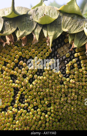 Girasole Foto Stock