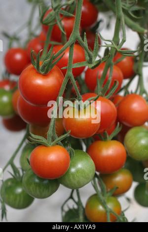 Pomodori organici Foto Stock