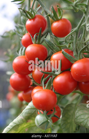 Pomodori organici Foto Stock