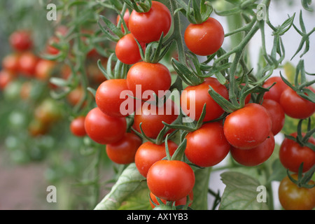 Organici di pomodori a grappolo Foto Stock