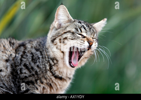 Gatto che sbadiglia Foto Stock