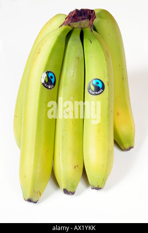 Fairtrade Banana mazzetto mano di banane con il prodotto adesivo Foto Stock