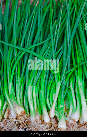 Cipolline, cipollotti scalogni (Allium fistulosum), primo piano Foto Stock