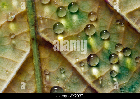 Le goccioline di acqua su una foglia di autunno Foto Stock