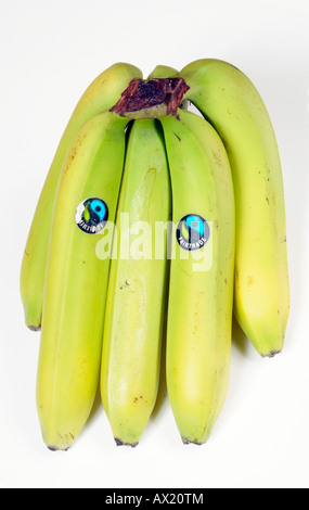 Fairtrade Banana mazzetto mano di banane con il prodotto adesivo Foto Stock