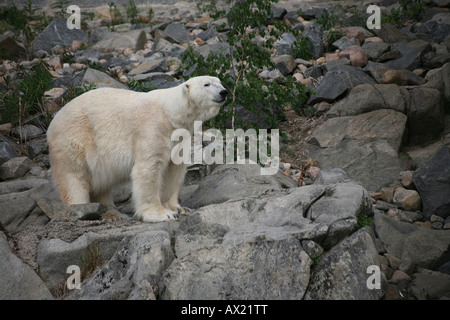 Orso polare (Ursus maritimus) sulle rocce, zoo, Finlandia Foto Stock