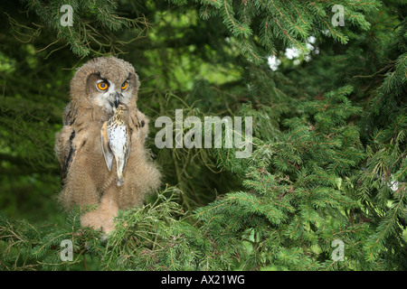 Il novellame di gufo reale (Bubo bubo), con tordo (Turdus philomelos) Foto Stock