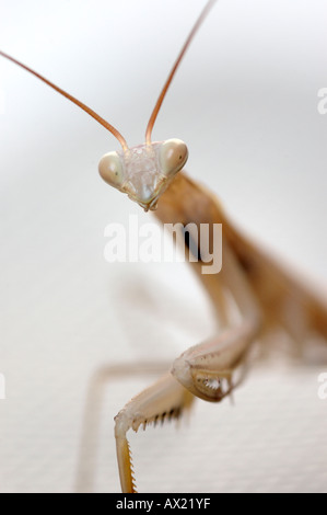 Un depredavano mantis nel sud della Francia pronti a colpire Foto Stock