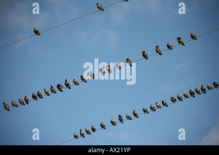 Storni europei (Sturnus vulgaris) appollaiato sulla cima di linee di alimentazione Foto Stock