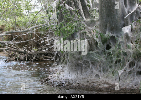 Ermellino falene (Yponomeuta evonymella) e cocoon vicino torrente Foto Stock