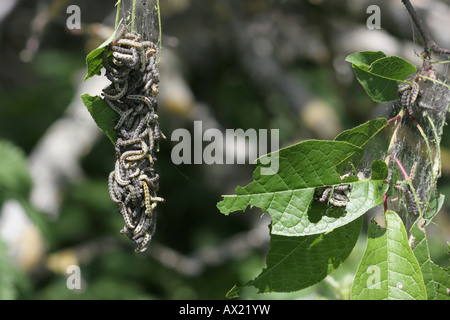 Ermellino falene (Yponomeuta evonymella) Foto Stock