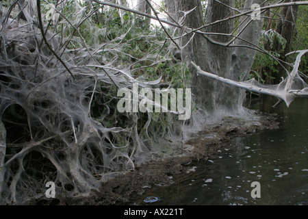 Ermellino falene (Yponomeuta evonymella) e cocoon vicino torrente Foto Stock