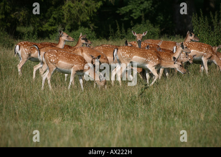 Daini (Dama Dama), allevamento di fa in estate Foto Stock