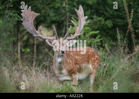 Daini (Dama Dama), il tiglio Foto Stock