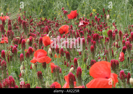 Trifoglio di cremisi (Trifolium incarnatum) e mais papavero (Papaver rhoeas), Austria Inferiore, Austria Foto Stock