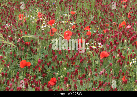 Trifoglio di cremisi (Trifolium incarnatum) e mais papavero (Papaver rhoeas), Austria Inferiore, Austria Foto Stock