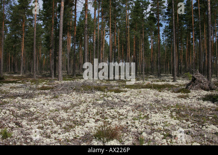 Pino (Pinus sylvestris) foresta e Licheni delle renne o Caribou Coffee Company Moss (Cladonia rangiferina), Svezia, Europa Foto Stock