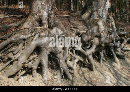 Esposte le radici di una comunità- o comuni o faggio (Fagus sylvatica) Foto Stock