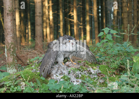 Astore (Accipiter gentilis) in piedi sul ceppo di albero gorging su grigio- o inglese starna (Perdix perdix) Foto Stock